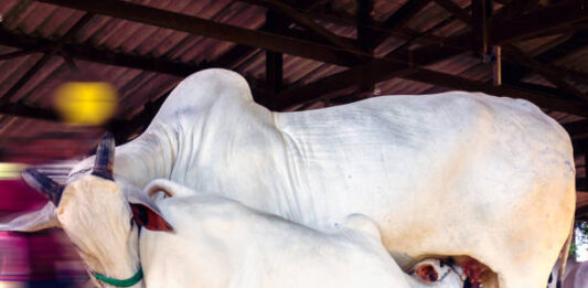 Milk Booster for Cattle: Natural Ways to Increase Milk Yield & Dairy Efficiency