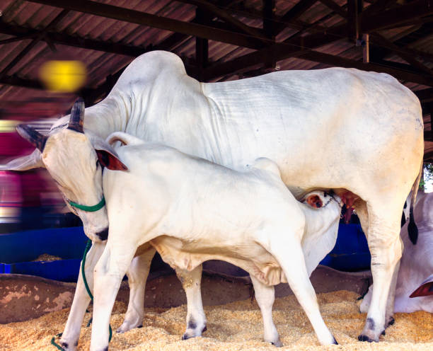 Milk Booster for Cattle: Natural Ways to Increase Milk Yield & Dairy Efficiency