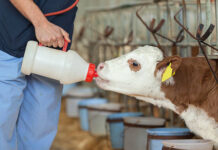 7 Benefits of Using a Calf Growth Supplement for Stronger and Healthier Calves Calf Growth Supplement