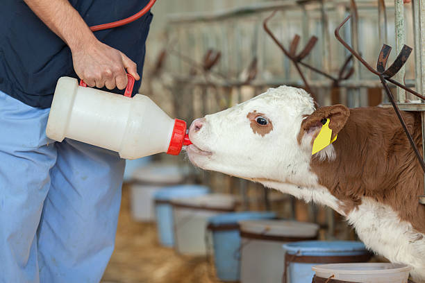 Calf Growth Supplement